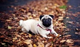 巴哥策划爆料视频大全,揭秘幕后精彩瞬间